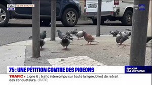Dans le 20e arrondissement, une femme nourrit les pigeons quotidiennement, les voisins saturent et lancent une pétition contre les oiseaux | BFM Paris Île-de-France