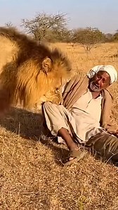 lion attack indian man and he is crying for help | ASMR.com