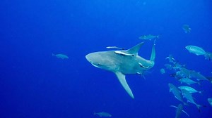 2080 ഓടെ സമുദ്രങ്ങളുടെ 70 ശതമാനത്തിലും ഓക്‌സിജന്റെ കുറവുണ്ടാകുമെന്ന് പഠനങ്ങള്‍