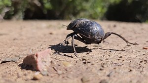 Through extensive conservation efforts, Shamwari reintroduced the Addo Flightless Dung Beetle to this region in the early 1990s as part of a bigger conservation project. While out on safari our guests have the opportunity to not only spot the Big5, but also the small critters and after recent rains, these dung beetles have been very active! 📸 Simone Smith #bucketlist #shamwari #Holidays #conservation #wildlife #safari #ecotourism #explore #luxury #sustainability #ecofriendly #travel #nature #so