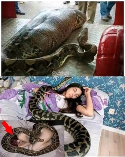Woman slept with her python every night until the vet showed her a surprising ultrasound | Hasayo hasayo