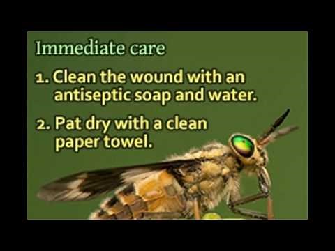 Horsefly Bites Symptoms Treatment And Prevention