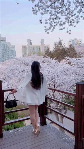 Cherry Blossom Serenity: A Beautiful Spring Scene