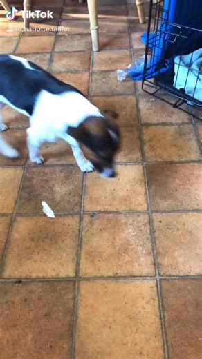 charlotte.tailford on TikTok