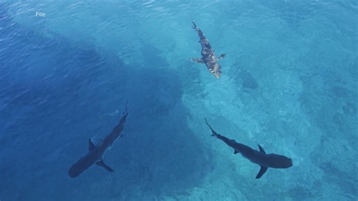 Shark bites teen surfing in Florida