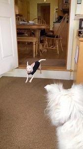 3.8K reactions · 249 comments | Free form Piggy with his sisters, 2018. Who remembers this episode of the young and wild Piglity? . #flashbackfriday #dogsofinstagram | Piglet, the deaf blind pink puppy. | Facebook