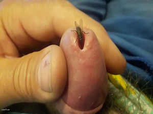 Fütterung einer fetten Fliege