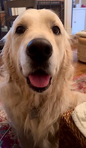 Dis Bubba Polite #FriendToBeg. 🙄 We not all polite todays, Bubba | Along Came Polly, Rosie and Bubba