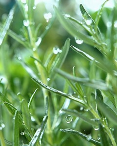 Unwind. Rebalance. Restore. Our RELAX Body Oil blends uplifting Petitgrain and Lemon Verbena with calming Rosemary and grounding Vetivert to ease tension, support wellbeing and soothe the senses. This indulgent body oil deeply moisturises while encouraging relaxation, supporting digestion and immune health, and bringing the body and mind back into balance. Warm between the hands and massage into dry or tense areas to experience its full effect. Suitable for all skin types. Paraben free. #TrueSki