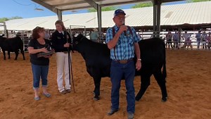 Congratulations to Chloe Koll with Sutter Creek FFA with her Grand Champion Replacement Heifer! | Amador County Fair and Event Center