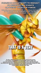 Sting zone with the executioner wasp! #insects #sting #wasp #coyotepeterson | Coyote Peterson