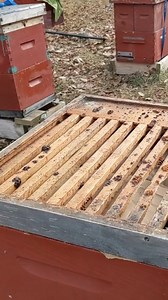 3.9K views · 64 reactions | Here is a goofy, yet useful way to use a slatted rack from head beekeeper, Anne Frey! Use a slatted rack as a shim by placing it (deep side down) over a piece of paper that has a few slashes in it. Then pour in some sugar and put your cover back on top! Our beekeepers fit around 6 lbs. of sugar in theirs! | Betterbee | Facebook