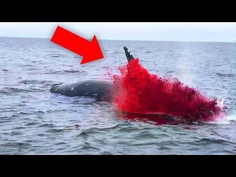 Exploding Whales: Understanding the Phenomenon and its Causes