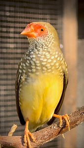 Star Finch at paradiseparkaviary | paradiseparkaviary