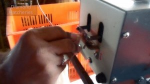 1.4K views · 348 reactions | Debeaking is so painful, some baby...