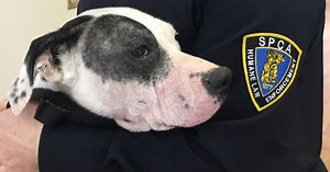 Many animal welfare workers suffer from compassion fatigue: Humane Canada