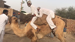 1.1K views · 63 reactions | In a tiny village on the border of Punjab and Rajasthan, this duo tried to mount their camel in a bid to sell it (or loan it) to us. As we discovered, the handling of a camel is a disappearing skill. —Arati Kumar Rao, walking partner | Out of Eden Walk | Facebook
