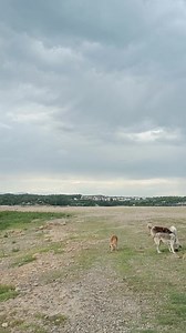 Sizin favori baba sarkınız hangisi 🤔????? | Adana Burada