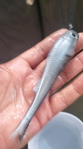 Looking for the perfect Mullet Run lure? This is it, super realistic, tough, and can be rigged many ways. This is the No Live Bait Needed 5in Lil Mullet and available in four colors. | Strike-Zone Fishing Jacksonville