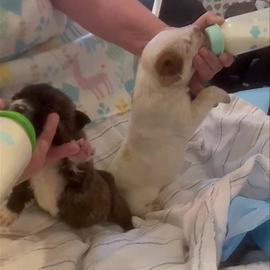 🍼🐾💙 ALL TOGETHER NOW 💙🐾🍼 Little Stephen Posta and Stuart Are practicing their synchronized bottlefeeding 🍼💙🎉 Later today, they will receive an upgrade in accommodations 🎉💙 🐾🐾🐾🐾🐾🐾🐾🐾🐾 So many ways to support our rescue…. 🐾🐾 FOSTER INFO & APPLICATION: https://docs.google.com/forms/d/e/1FAIpQLSdEaStcKTTddJjGRL22kNwLbv2haZhVGtVxlinLBWGFy1aT-w/viewform 🐾🐾 VOLUNTEER INFO & APPLICATION: https://docs.google.com/forms/d/e/1FAIpQLSdFhrEvwbLppF0XmAte7QlNUoLEKDrG6hGg5jLgGvKZMsWtlA/vie