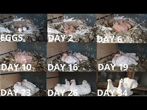 Pigeon Growth Day by Day Time Lapse | Fantail Pigeon Growth