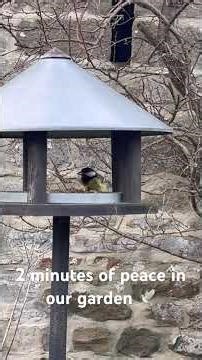 Beautiful British Songbirds in Our Garden 🐦 | Relaxing Nature Sounds #songbirds #relaxation