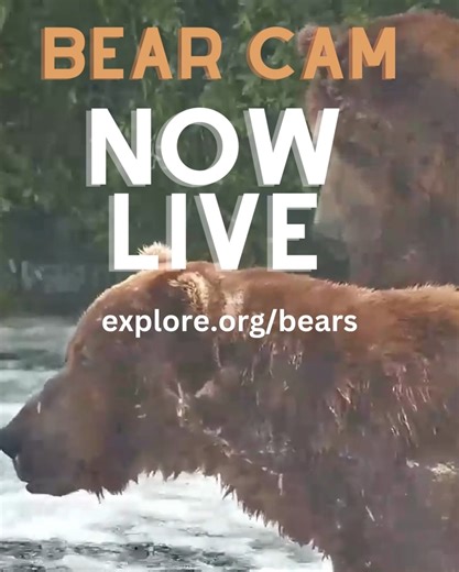 11K views · 1.1K reactions | WE'RE LIVE Cancel your plans, this is more important. Head to explore.org/bears | explore.org | Facebook