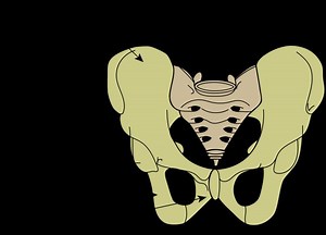 Pubis (bone) - Alchetron, The Free Social Encyclopedia