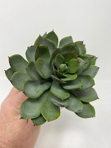 Artificial Sedum Succulent Flower - Etsy