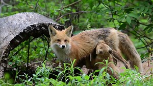 Red Fox Vixen nursing her kits | Kevin Thurk Photography