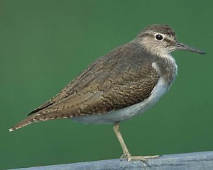 Common sandpiper - Alchetron, The Free Social Encyclopedia