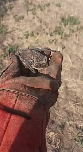 Discovering a Small Brown Bat in Nature