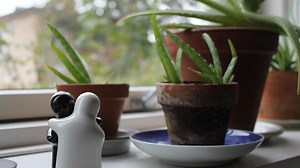 Cum sa ingrijesti o Aloe Vera: Unde sa pui ghiveciul pentru a-i asigura prosperitatea