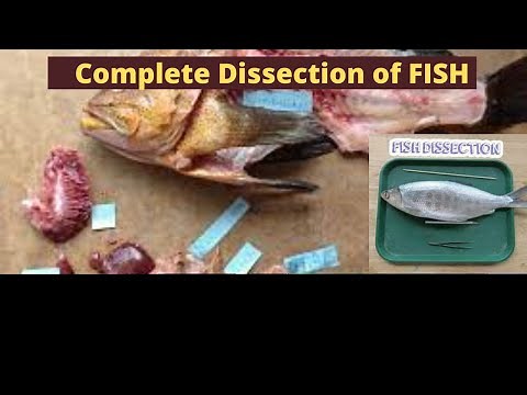 Dissection of a fish showing reproductive, respiratory and digestive system(KET Academy)