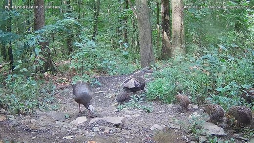 We caputed this video last week of a wild turkey hen feeding with her poults on the PA Bird Feeder 2 bottom camera. This is directly underder PA Bird Feeder 2 for the wildlife that picks up the seed that falls from the feeders. We have been seeing several families of hens with poults feeder here at once. Watch PA Bird Feeder 2 bottom camera LIVE here: https://pixcams.com/pa-bird-feeder-2-bottom/ #turkey #wildlife #feeding | PixCams