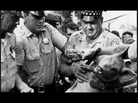 Protestors Rehearse for 1968 Democratic Convention in Chicago - ABC News - August 23, 1968