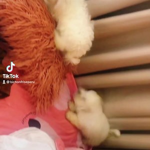 #baby #bichon #bichonfrise | Bichon Frise Peru