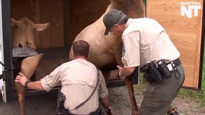 7M views · 10K reactions | Poachers are being baited with these hyperrealistic robo-animals | NowThis | Facebook