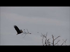 Bald Eagle Breaks Off Branch in Flight - Blackwater NWR
