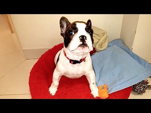 French Bulldog Puppy Has Hiccups and Yawns