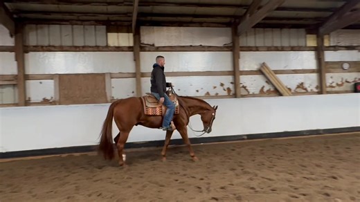 Meant To Be Good 2012 Model • Sorrel Gelding • 16.1H Zippos Mr Good Bar x Suddenly Sophie All Around Deluxe Gelding! “Kevin” is super sweet to be around. He has a total of 357.5 total life points in the amateur, youth, and open divisions. He has been shown in the HUS, EQ, SMS, HMS, & Performance Halter. He has earned several circuit champions & high point all arounds. Excels in the Eq, HUS, and SMS For more information please contact Mark Harrell @ 618-407-3221. For more videos please visit our 