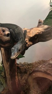 A cool thing about Monitor Lizards is when you watch them, they watch you right back. Adult Female Black Tree Monitor $900! ~Miero #varanusbeccari #blacktreemonitor #eastbayvivarium | East Bay Vivarium