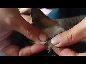 Tick Removal: Safely Popping Ticks off Your Cat