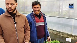 2.5K views · 56 reactions | #Hybrid #vegetable seedlings available on subsidiary rates at hi tech poly house kilam Camera by @Bhat Sartaj | Kashmir Upfront | Facebook
