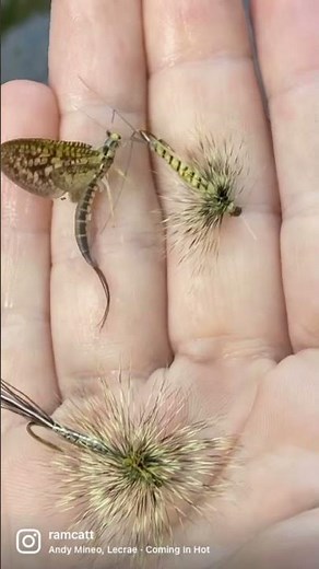 Fly fishing #Shorts - Pennsylvania Green Drake hatch.