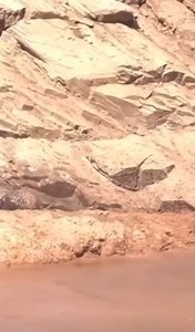 26K views · 62 reactions | Leopard  snatch away, baby zebra 煉 from mom | Gavin Gordon | Facebook