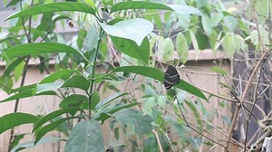 🔴 #Mariposario #pimpilala en #Napo #RadioArcoiris #ARAMediosAmazónicos | RadioArcoiris Napo