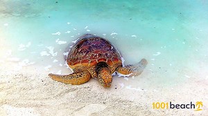 Turtle Bay Beach strand (Turtle Bay Beach beach)