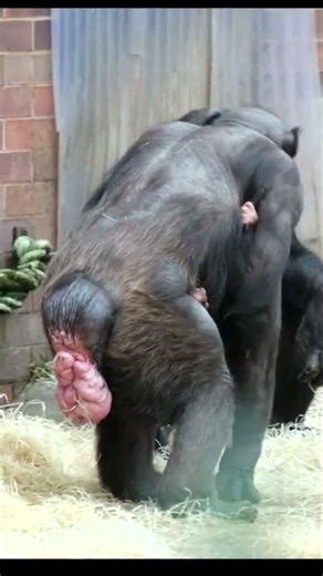 Bald Chimpanzee Alice and Her Adorable Baby! Tribute To Baby
