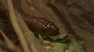 Non-venomous Woma Python Aspidites Ramsayi Endemic: stockbeeldmateriaal en -video's (rechtenvrij) 1109173005 | Shutterstock